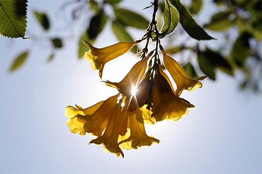 バンガロール 花